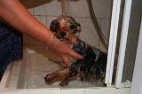 BAIN - YORKSHIRE TERRIER 103